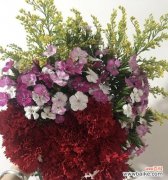 相思梅花的花语和象征意义 相思梅花