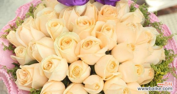 香槟玫瑰的花语传递着浪漫与温馨 香槟玫瑰的花语