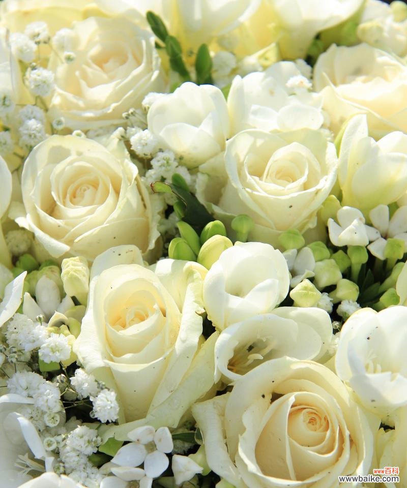 花开香槟 香槟玫瑰