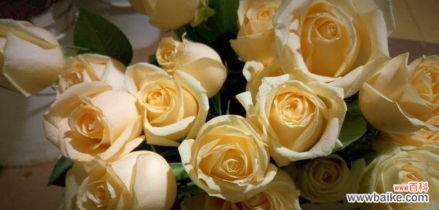 探索香槟玫瑰的美丽和深意 香槟玫瑰的花语与寓意