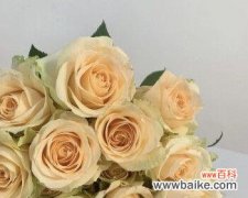 美好 香槟玫瑰花的寓意与象征