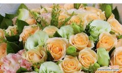 香槟玫瑰的浪漫传承与美好祝福 解读香槟玫瑰的花语与意义