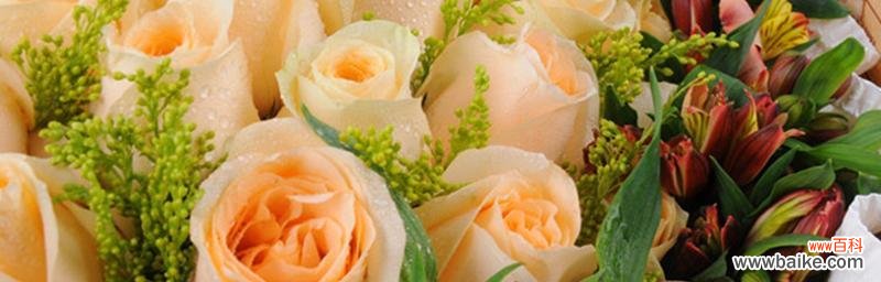 香槟玫瑰的浪漫传承与美好祝福 解读香槟玫瑰的花语与意义