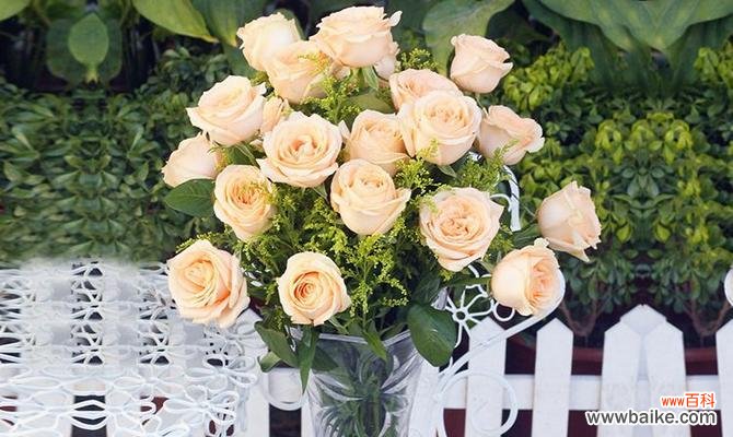 探究香槟玫瑰的浪漫之源 香槟玫瑰的象征意义及其文化内涵