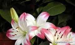 百合花语的深刻寓意及传达之道 香水百合花语解读