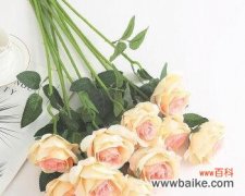 探索香槟色玫瑰的深意与传达之道 香槟色玫瑰花的含义及象征