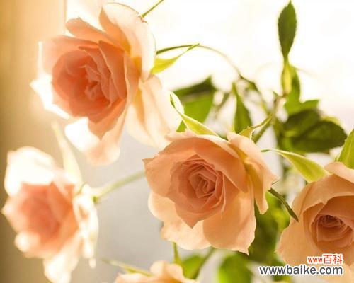 探寻香槟色玫瑰的浪漫与神秘 香槟色玫瑰花语的深刻寓意