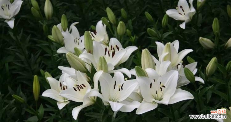 探寻香水百合的花语及其深刻含义 解读香水百合的花语之美