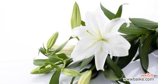 穿越时空的芬芳 香水百合花语