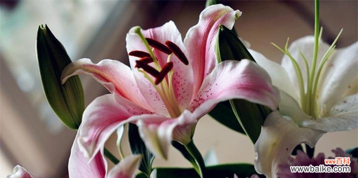 穿越时空的芬芳 香水百合花语