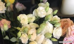 香槟洋桔梗的花语与搭配意义 花语搭配