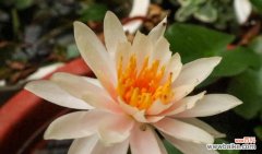 探索香槟睡莲花语的浪漫世界 香槟睡莲花语