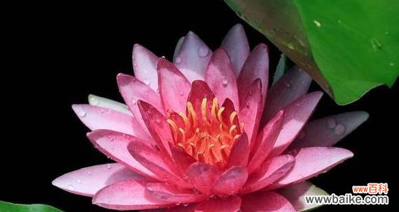 探索香槟睡莲花语的浪漫世界 香槟睡莲花语