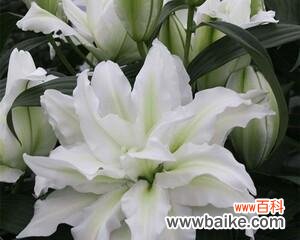 深情绽放 香水百合的寓意