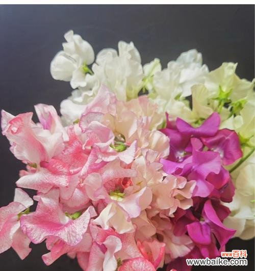 探索香豌豆花语的多重含义 以香豌豆花语的寓意与象征