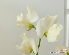 探索香豌豆花语的多重含义 以香豌豆花语的寓意与象征