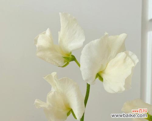 探索香豌豆花语的多重含义 以香豌豆花语的寓意与象征