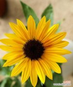 阳光与希望的化身——向日葵 向日葵的象征意义