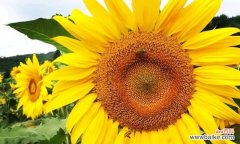 生命的希望与爱的表达 向日葵的含义与象征