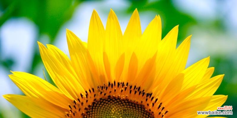 生命的希望与爱的表达 向日葵的含义与象征