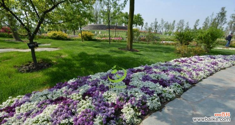 揭秘香雪球花的花语 以香雪球花语是什么