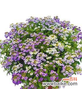 揭秘香雪球花的花语 以香雪球花语是什么