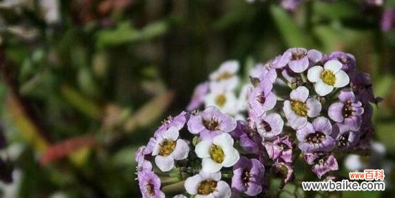 揭秘香雪球花的花语 以香雪球花语是什么