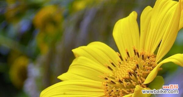用阳光般的向日葵感受生活的美好 向日葵的花语与寓意