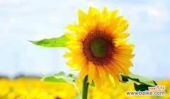 感受向日葵的力量 向日葵的寓意——传递阳光与希望