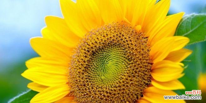 感受向日葵的力量 向日葵的寓意——传递阳光与希望