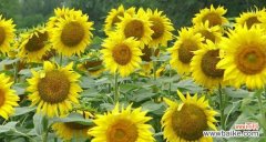 阳光与坚持 向日葵的寓意和花语