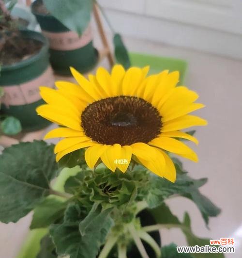 阳光 向日葵花语之寓意