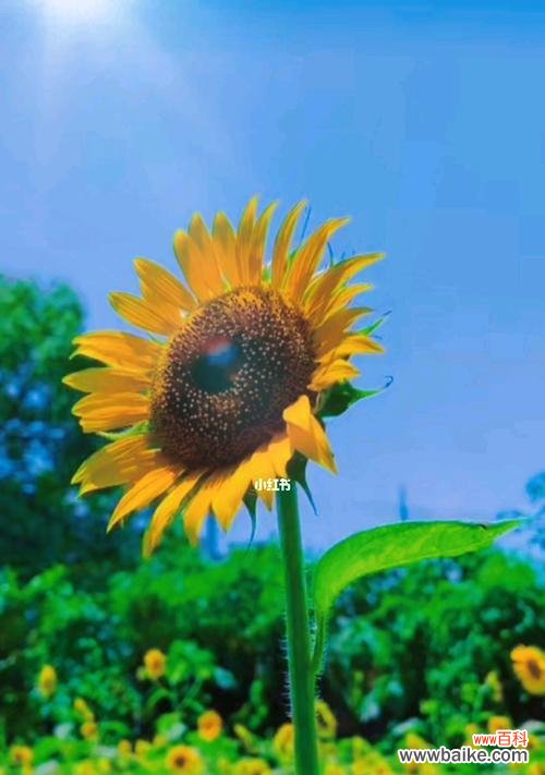 阳光 向日葵花语之寓意