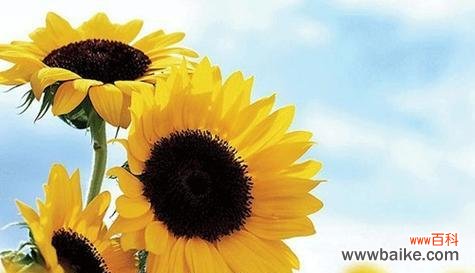 阳光的象征 向日葵花语的含义与传承