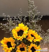 以向日葵花语代表什么意思 向日葵花语