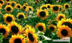 探索向日葵的情感和美学价值 向日葵的寓意与象征意义