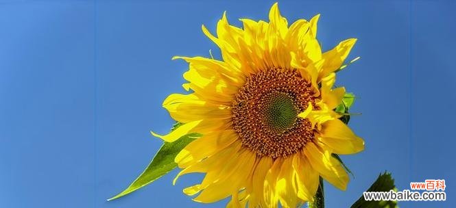 探索向日葵的情感和美学价值 向日葵的寓意与象征意义