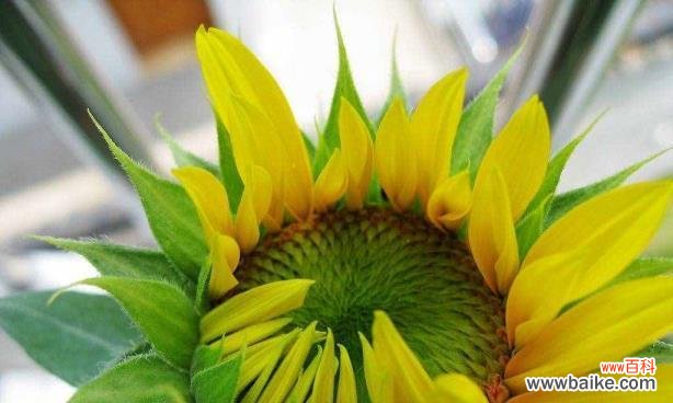 探索向日葵的情感和美学价值 向日葵的寓意与象征意义