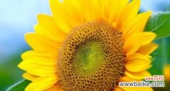 以阳光为源 向日葵花语与寓意