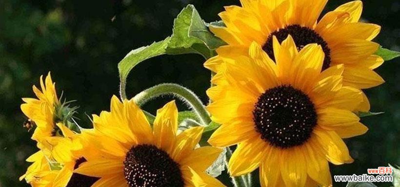 积极向上的象征与内在美的体现 向日葵花的寓意