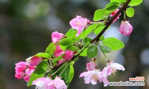 以象征老师的花探寻教育之美 老师，寓意芬芳的导航者