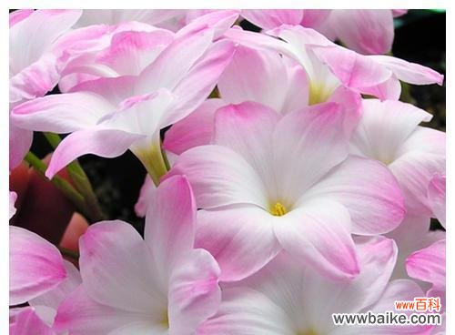 花语传递幸福与吉祥 揭秘象征幸运的花朵