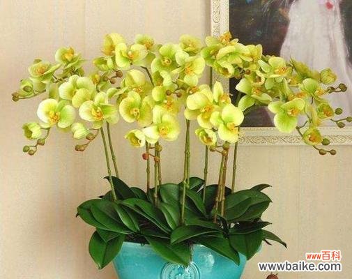 花语传递幸福与吉祥 揭秘象征幸运的花朵