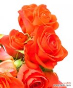 以象征老师的花 老师如花