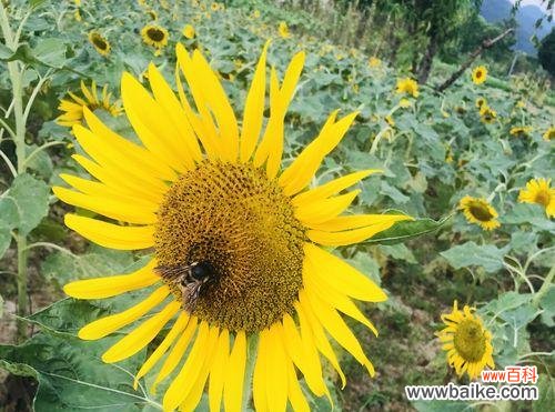 以向阳花的寓意传递力量与希望 向阳花