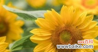 探寻向日葵背后的真实寓意 向日葵的花语之真正的含义