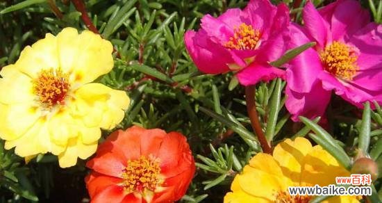 向日葵的象征意义及其启示 阳光与希望