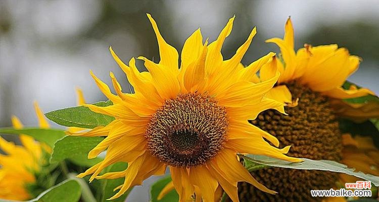 向日葵的象征意义及其启示 阳光与希望