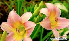 探寻花海中的友谊奇迹 友谊之花