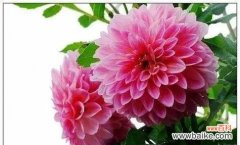 友谊之花绽放 以花朵象征友谊的深刻内涵